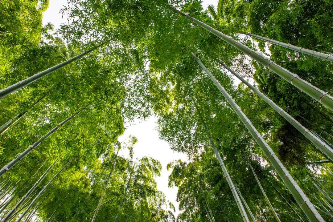 徑山寺自駕游攻略_徑山寺自己能自駕么_自駕寺攻略游徑山路線