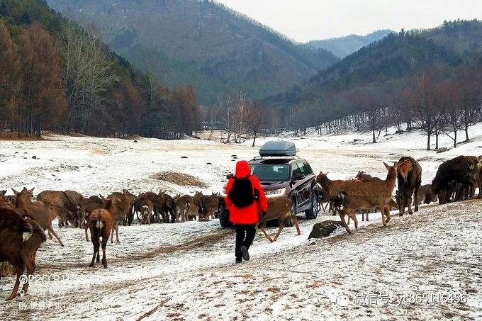 伊春旅游攻略自駕游_自駕游伊春風(fēng)景區(qū)最佳線路_自駕攻略旅游伊春游路線