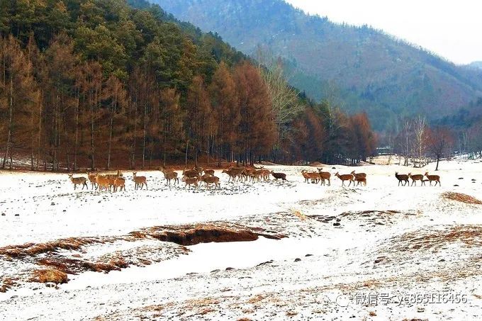 伊春旅游攻略自駕游_自駕游伊春風(fēng)景區(qū)最佳線路_自駕攻略旅游伊春游路線